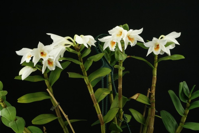 Dendrobium formosum hybride Dendro29