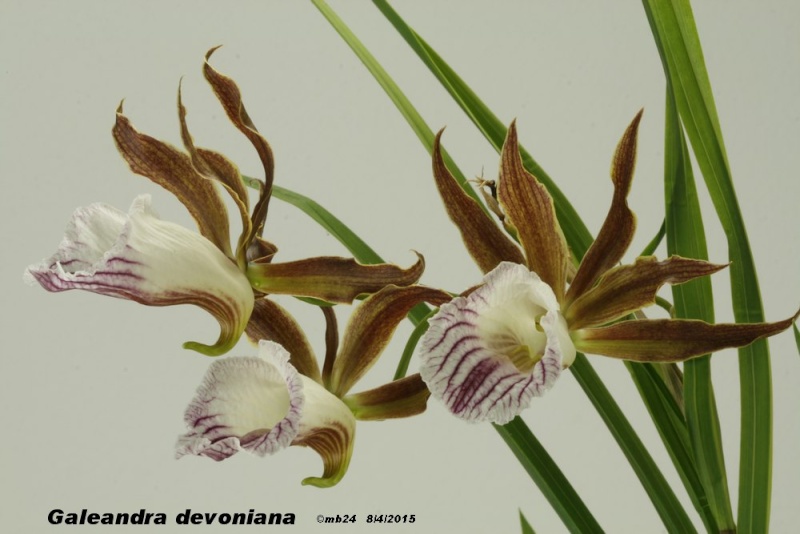 Galeandra devoniana Galean10