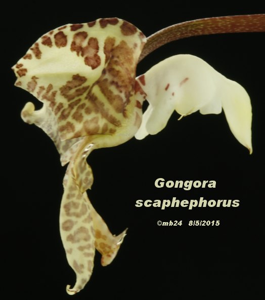 Gongora scapheporus Gongor23