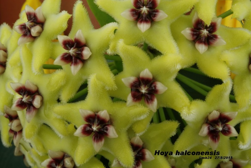 Hoya  halconensis Hoya_h12