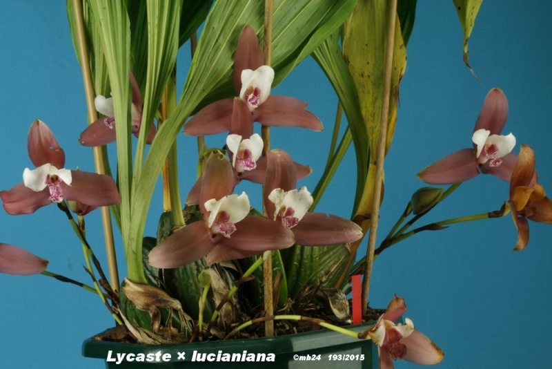 Lycaste × lucianiana  (L. lasioglossa × L. skinneri) Lycast10
