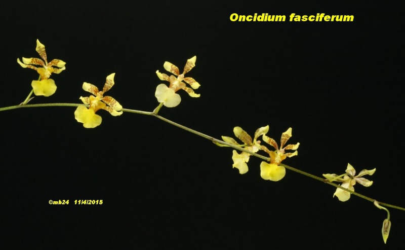 Oncidium fasciferum Oncidi10