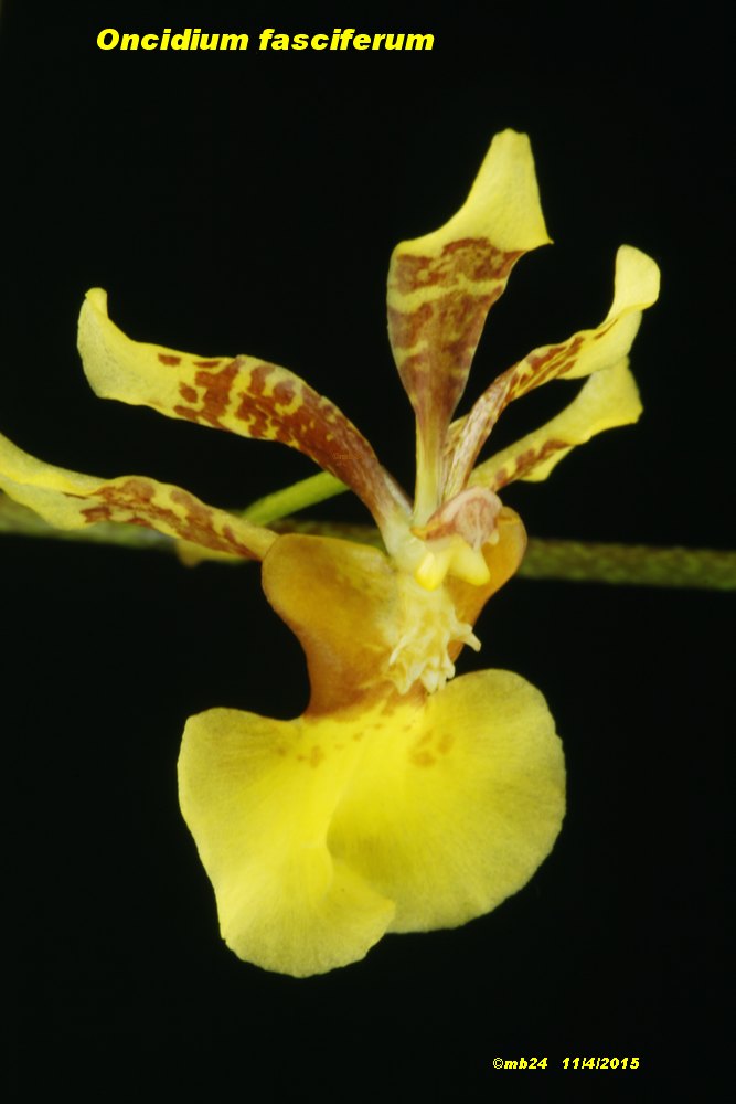 Oncidium fasciferum Oncidi11