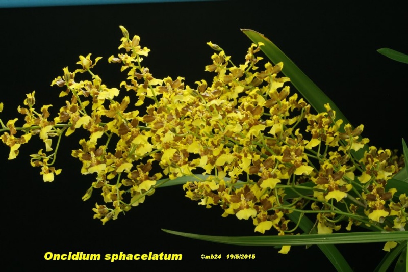Oncidium sphacelatum Oncidi17