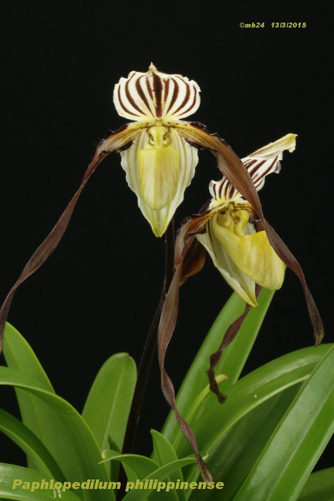 Paphiopedilum philippinense Paphio11