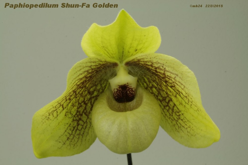 Paphiopedilum Shun-Fa Golden (hangianum x malipoense) Paphio13