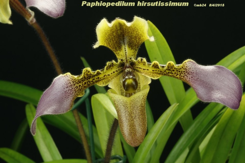 Paphiopedilum hirsutissimum Paphio21