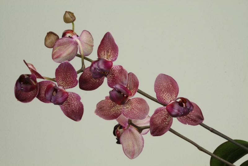 Phalaenopsis à trois labelles Phalae11