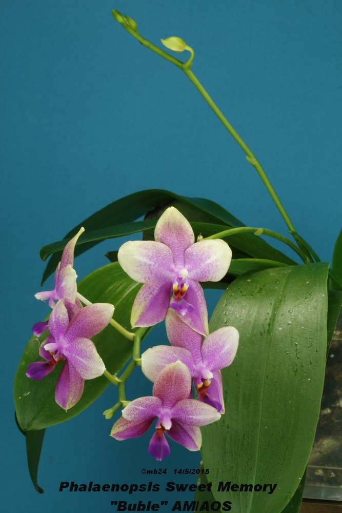 Phalaenopsis Sweet Memory 'Buble' AM/AOS (Deventeriana x violacea) Phalae13