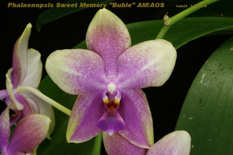 Phalaenopsis Sweet Memory 'Buble' AM/AOS (Deventeriana x violacea) Phalae14