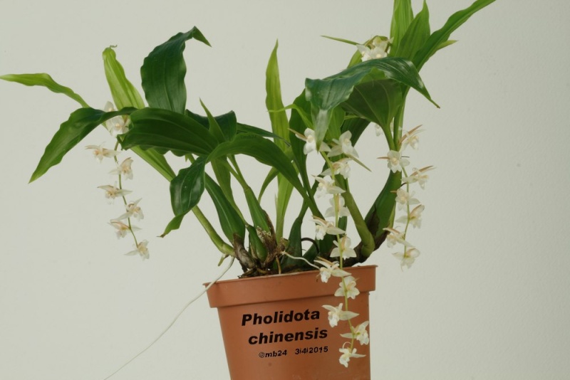 Pholidota chinensis Pholid10