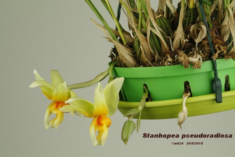 Stanhopea pseudoradiosa Stanho10