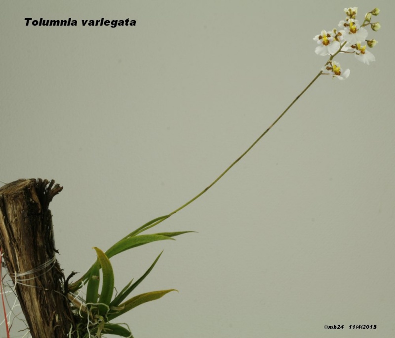 Tolumnia variegata Tolumn10