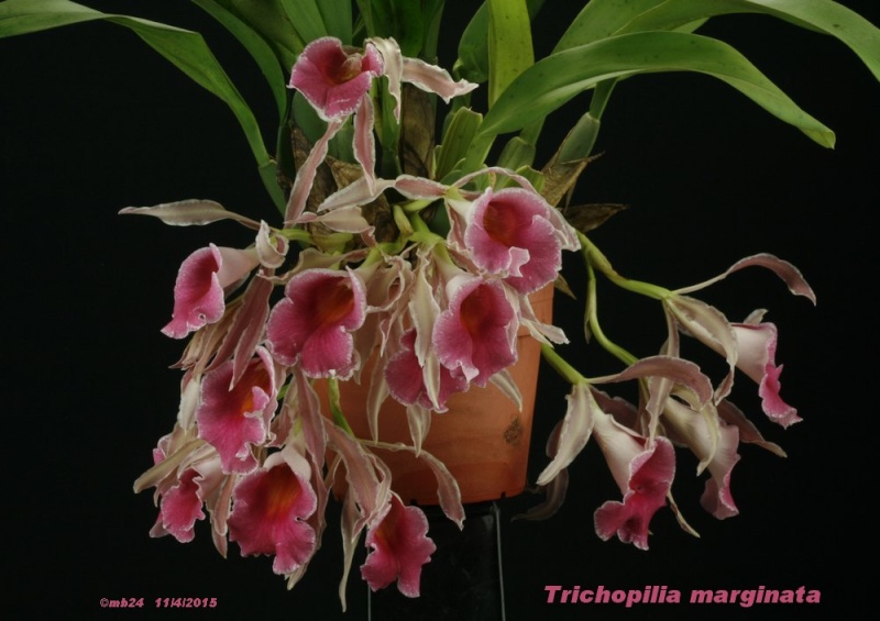 Trichopilia marginata = Trichopilia Charles ( suavis x marginata) Tricho14