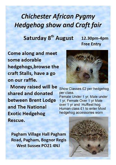 Chichester Hedgehog Show 11267510