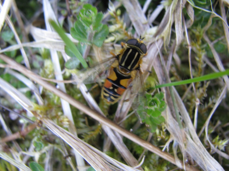 Helophilus pendulus ? Img_1022