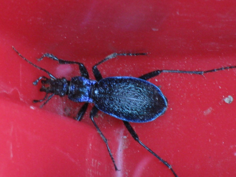 carabus - Carabus problematicus ? Img_1513