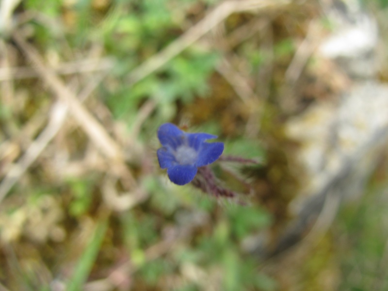 Bleue, petite, et sur la dune de Plouhinec : Lycopsis arvensis Img_1915