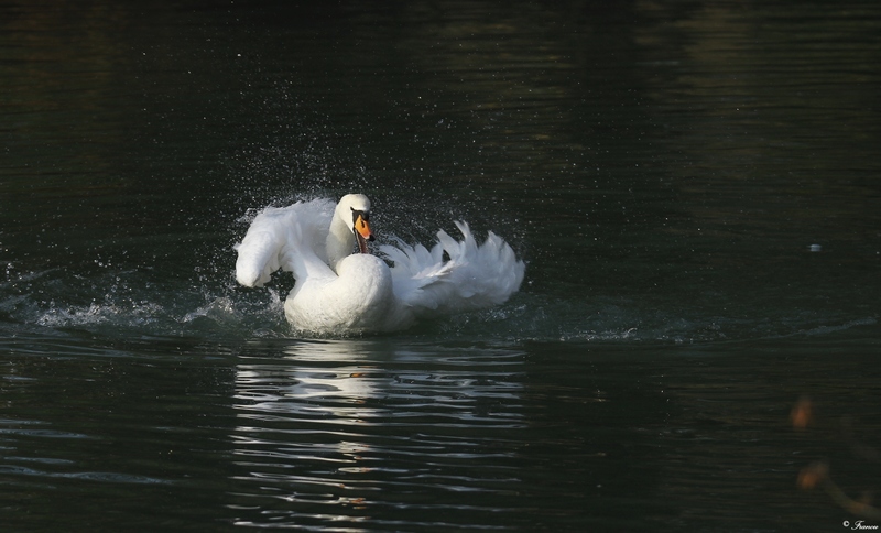 Cygne  B445c10