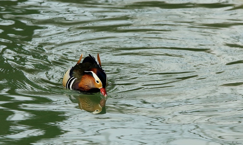 Le cousin du mandarin de jeryfran B46310