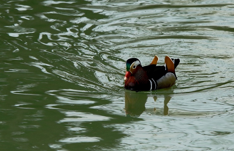 Le cousin du mandarin de jeryfran B46710