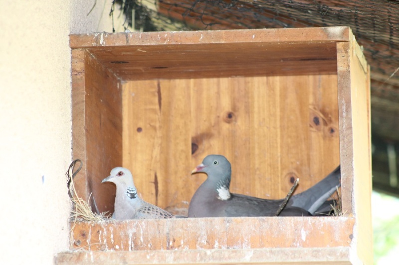 2 poules dans un seul nid.. c est la pagaille