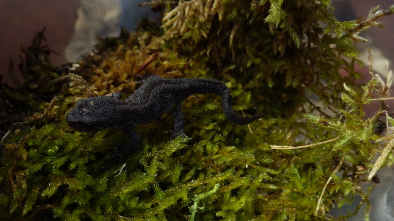 Tylototriton en forêt en région parisienne Rimg0011