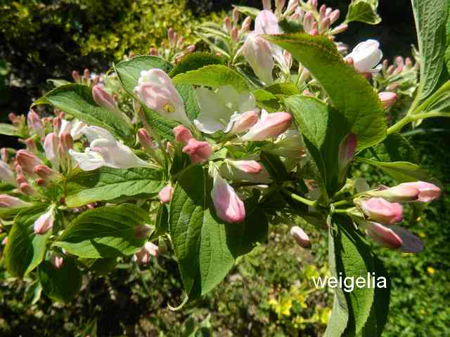 weigelia florida nana variégata - Page 3 Dscn6933