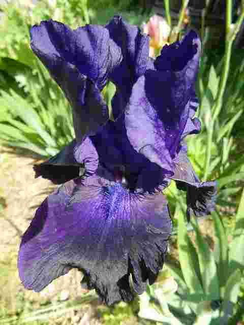 Jardin d'iris en 2015 !!! - Page 7 Dscn7113