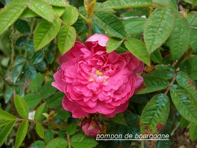 Rosa Pompon de Bourgogne !!! Mai_0112