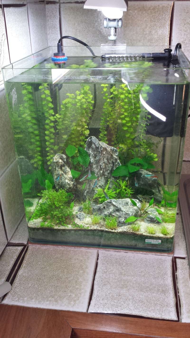 Aquascape Nano Cube 30 L 20150515