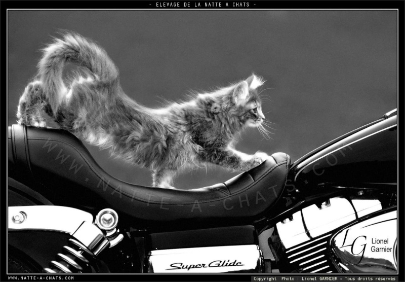 Humour en image du Forum Passion-Harley  ... - Page 30 Chaton10