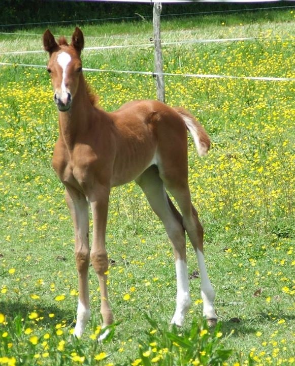 Djhazel bint Almarkab (Al Masi x Djalia bint Almarkab) Fb_20110