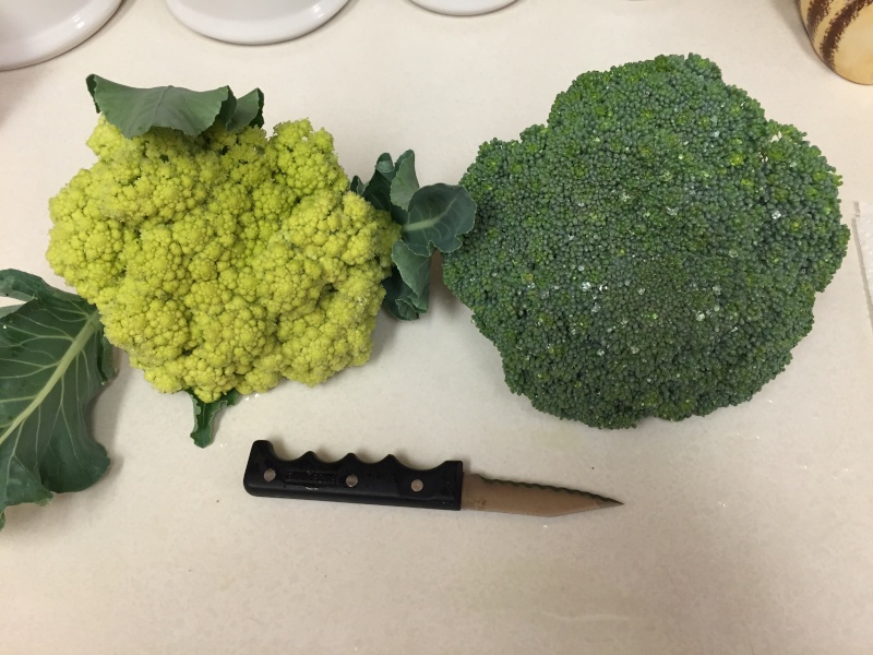 First harvest 2015 Brocco11