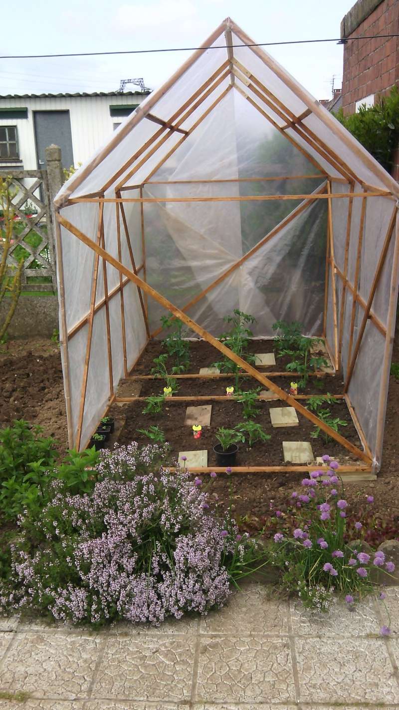 tunel pour mes tomates Img_2061