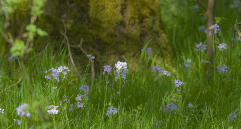 photos du jour Forêt de nieppe Foryt_48