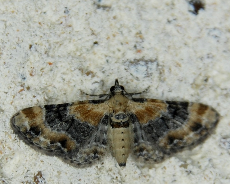 eupithecia - Eupithecia pulchellata et Eupithecia linariata F110