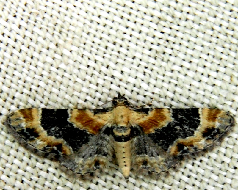 eupithecia - Eupithecia pulchellata et Eupithecia linariata F12