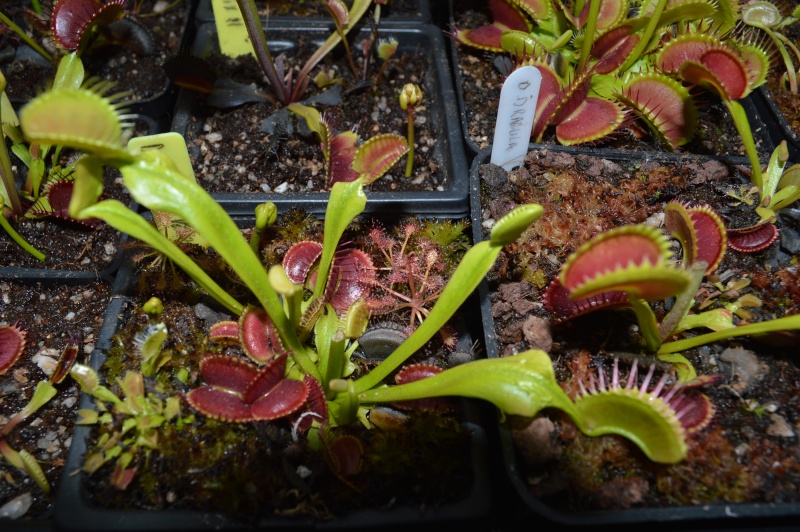 Drosera Intermedia qui monte? Dsc_0217