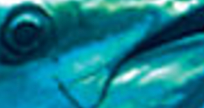Guess the animal in the close up pic game. Main_t10