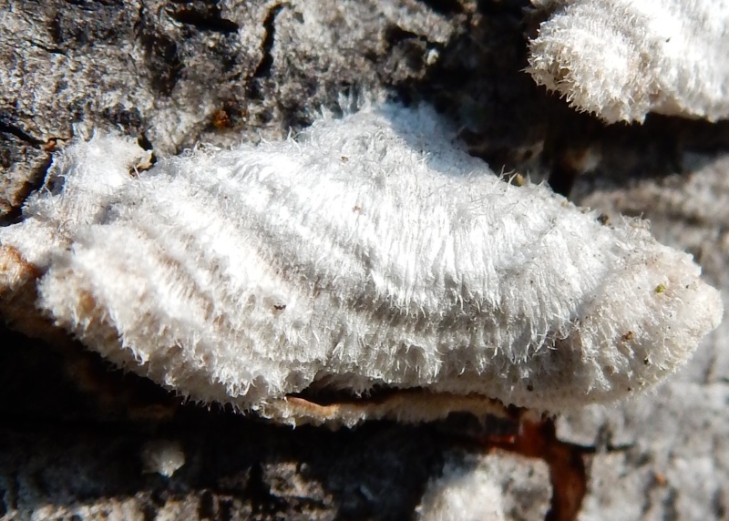 [résolu]trametes hirsuta 1924 - tramète hirsute +... Dscn3311