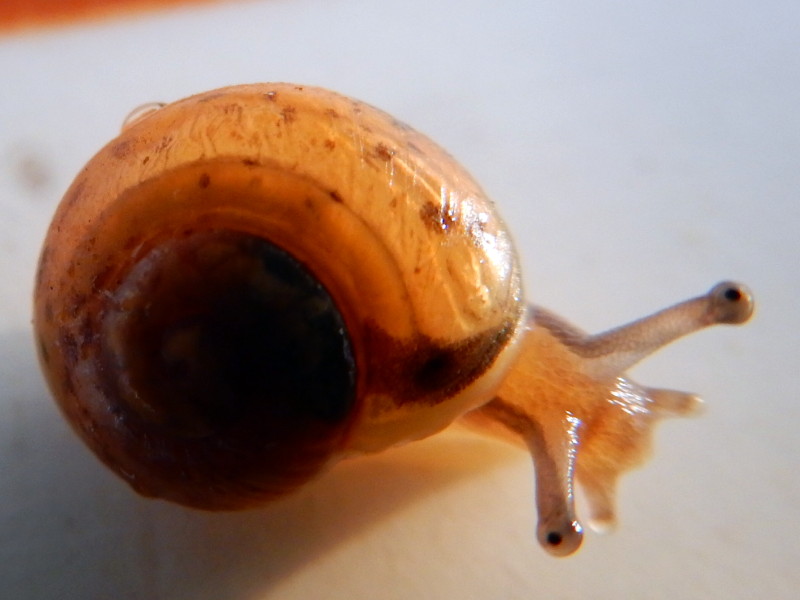 Escargot des haies - Cepaea nemoralis Rscn4111