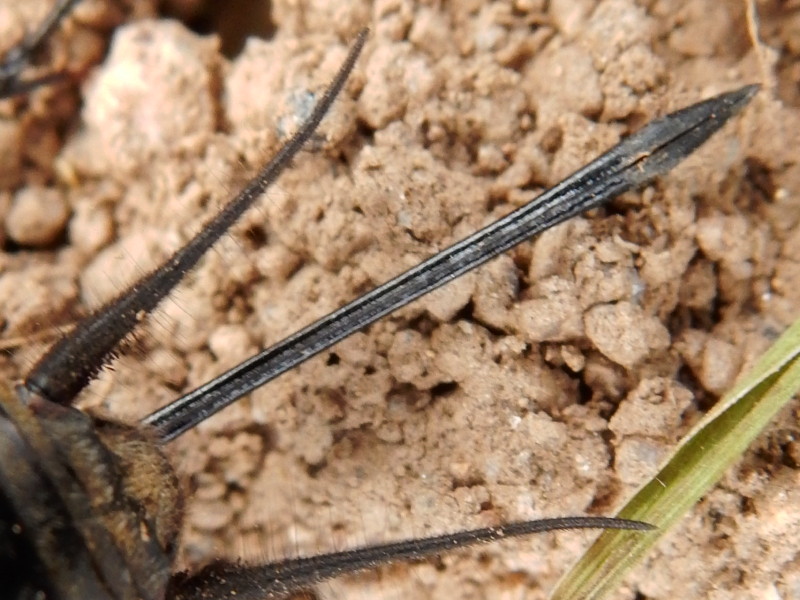 [résolu]Gryllus campestris - grillon des champs - mâle & femelle Rscn5612