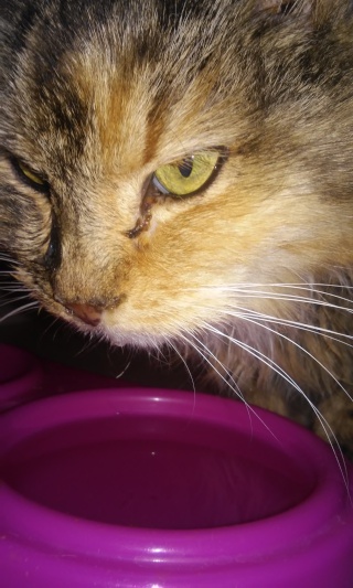 MES AMOURS MES CHATS MES CHAMOURS  20150210