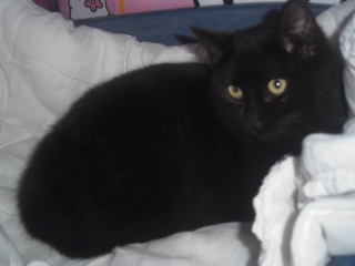Sela, né en 2014, jeune chat noir au petit bout de queue  P1170211