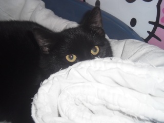 Sela, né en 2014, jeune chat noir au petit bout de queue  P1170212