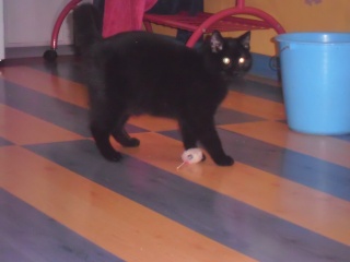 Sela, né en 2014, jeune chat noir au petit bout de queue  P2110210