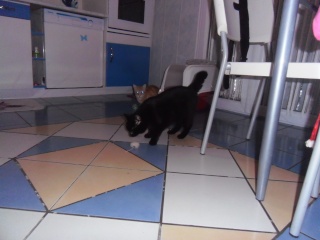 Sela, né en 2014, jeune chat noir au petit bout de queue  P2130310