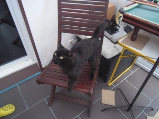 MES AMOURS MES CHATS MES CHAMOURS P4281111