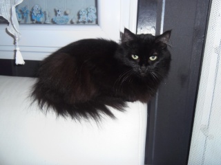 Charlie (Matriochka), belle chatte noire à poils longs, née vers 2011 P5140412